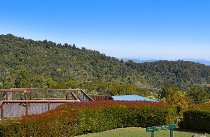 O'Reilly's Rainforest Retreat View
