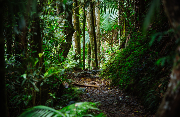 Bushwalking Trail