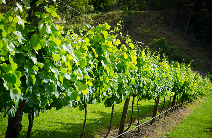 canungra valley vineyards