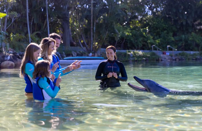 dolphin experience