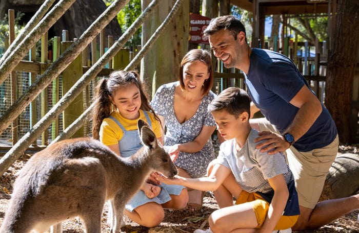 Feed kangaroos