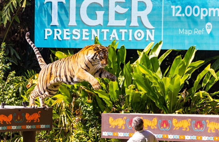 Tiger jumps during presentation