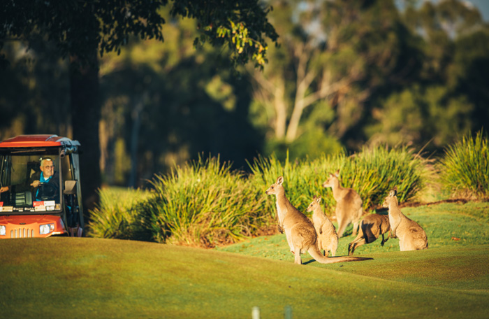 kangaroos on golf course