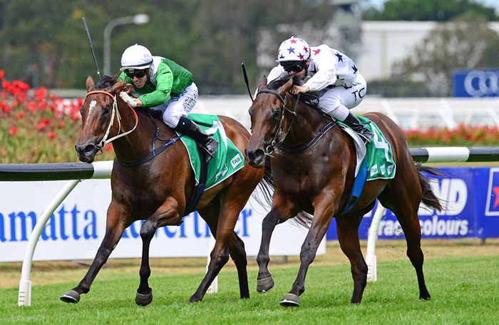 Magic Millions horse race