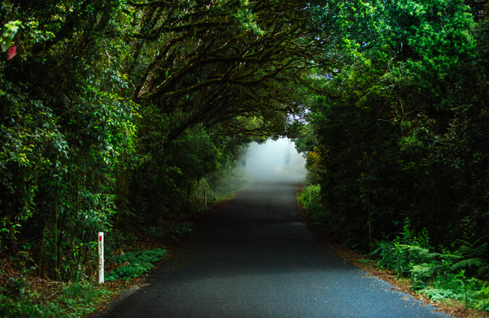 Road to rainforest