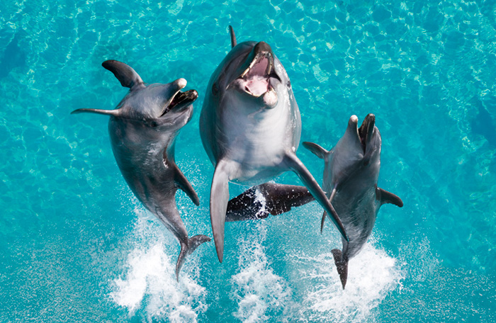 Dolphins jumping at Sea World