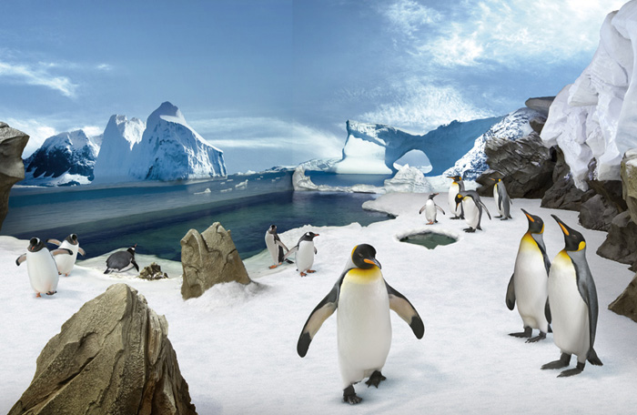 Penguin Encounter