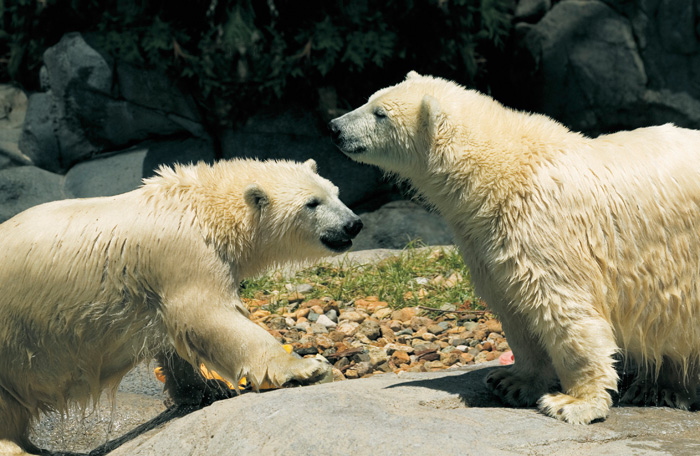 Polar bears playing