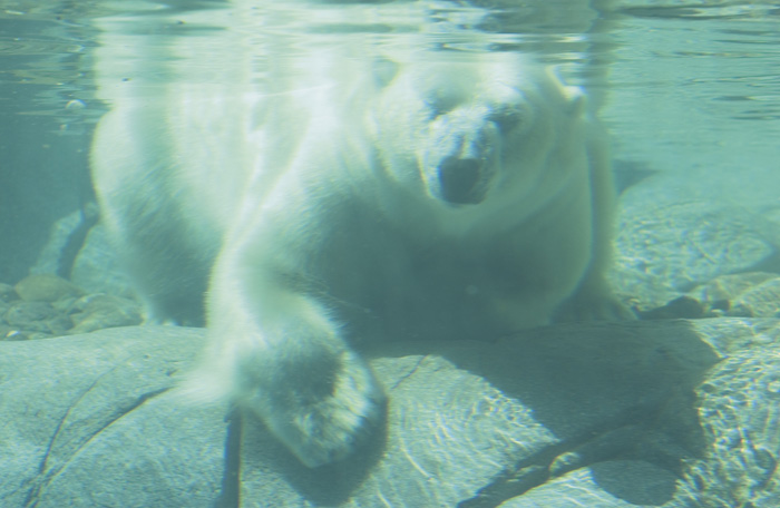 Polar Bear Underwater