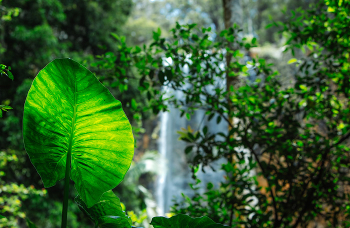 Waterfall at Springbrook