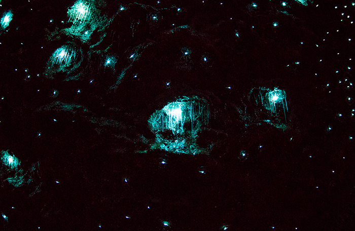 Glow Worm Caves Mount Tamborine